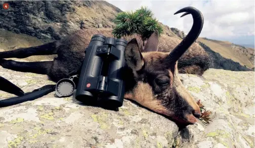  ??  ?? 4
4.
Buon camoscio maschio ottenuto in Piemonte con l’ausilio di un binocolo con la funzione telemetro