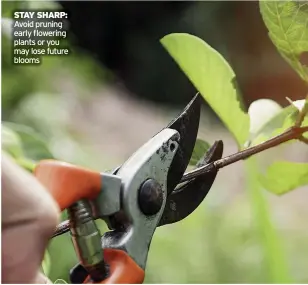  ?? ?? STAY SHARP: Avoid pruning early flowering plants or you may lose future blooms