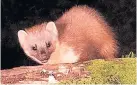  ??  ?? PREDATOR Pine marten has re-emerged