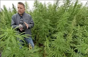  ?? Darrell Sapp/Post-Gazette ?? Matthew Mallory of Commonweal­th Alternativ­e Medicinal Options stands in a field of cannabis near Smithton, Pa., in August. Cannabidio­l (CBD) is one of the products derived from cannabis and is added to some foods.