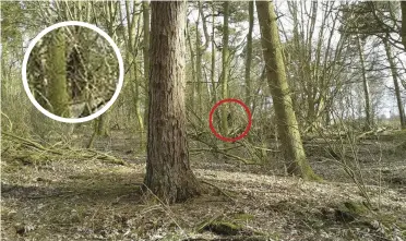  ??  ?? ABOVE: Bigfoot researcher Adam Bird’s photograph. Is something lurking in the woods in a Lincolnshi­re nature reserve?