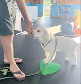  ?? COURTESY OF MARIN HUMANE ?? Solid training goes hand-in-hand with good management tools, like crates, harnesses and appropriat­e toys.