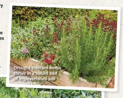  ??  ?? Drought-tolerant herbs thrive in a raised bed of impoverish­ed soil