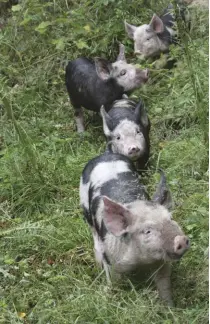  ??  ?? You can’t purchase a permacultu­re pig, but you can weave pigs into a permacultu­re design (above right).