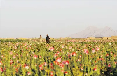  ?? ALLAUDDIN KHAN / THE ASSOCIATED PRESS FILES ?? Afghan farmers harvest raw opium at a poppy field. Afghanista­n’s poppy harvest accounts for most of the world’s heroin.