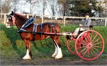  ?? ?? North Fife Foal Show, J and M McIntyre’s single horse winner, Freezlund Esmi, produced by Ron Brewster and driven by Chris Warden