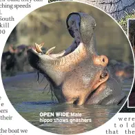  ??  ?? OPEN WIDE Male hippo shows gnashers