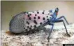  ?? PROVIDED PHOTO ?? This is a spotted lanternfly.