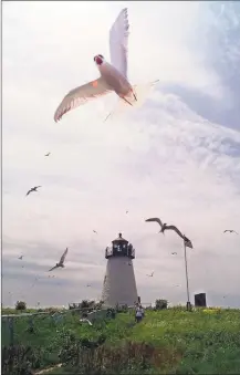  ?? Associated Press ?? Both common and roseate terns swoop and dive near the 19thcentur­y lighthouse on Bird Island in Marion, Mass.