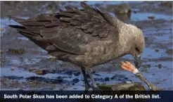  ?? ?? South Polar Skua has been added to Category A of the British list.