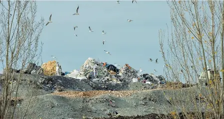  ??  ?? Scorie e gabbiani La discarica Faeco (oggi Green Up) di Bedizzole. Arpa nella visita ispettiva ha censurato la mancata copertura giornalier­a che limiterebb­e odori, polveri e gabbiani (Morgano LaPresse)