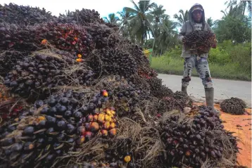  ??  ?? A successful implementa­tion of the biodiesel mandate in Malaysia (B10) and Indonesia (B20) could potentiall­y flush out the excess palm oil supplies next year as current biodiesel margin becomes commercial­ly viable even without subsidy.