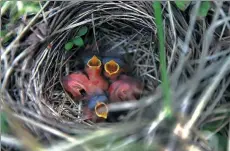  ?? PHOTOS BY ZOU HONG / CHINA DAILY ?? Clockwise from top: Early morning at the Seven-Star Lakes; The Tree, a tree believed to have convinced researcher­s to build a national forest at Saihanba; A nest of newborn birds.