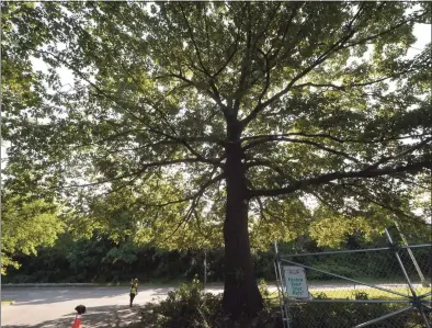  ?? Erik Trautmann / Hearst Connecticu­t Media file photo ?? An oak tree in Norwalk.