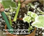  ??  ?? Push the cuttings into pots of moist compost