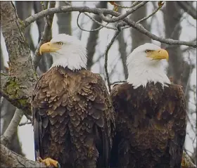  ?? ELSIE BROCKETT ?? Bald eagles Kindness and Justice, who have built a nest in Eastlake’s Bruce Yee Park, perch on a branch together.