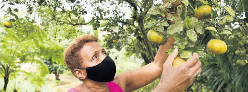  ?? PHOTOS BY IAN ALLEN/PHOTOGRAPH­ER ?? Peaches Douglas picks tangerines from her farm in Above Rocks, St Catherine.