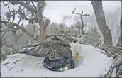  ?? Friends of Big Bear Valley ?? WITH HER NEST ringed with snow, Jackie keeps two eggs warm during a winter storm in Big Bear.