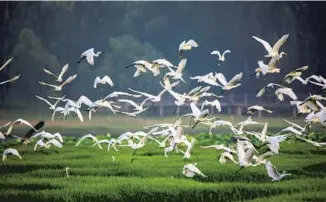  ?? LIU WENLI / FOR CHINA DAILY ?? Flocks of white egrets and other rare birds are spotted at the Yellow River wetland in Pinglu county, Shanxi province.