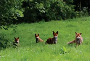  ?? ?? David Millen: ‘Snapped a fox family’