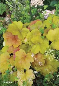  ??  ?? Heuchera