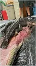  ?? ?? MONSTER Python swallowed 5ft gator