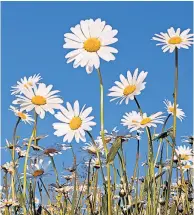  ??  ?? Daisies, above, are a favourite of butterflie­s, below