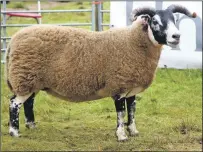  ??  ?? Prosecco, winner of the Blackface Sheep Section at Lorn Show. This ewe has been breaking all sorts of records for her owner John MacPherson, Balliemean­och Farm, Dalmally.