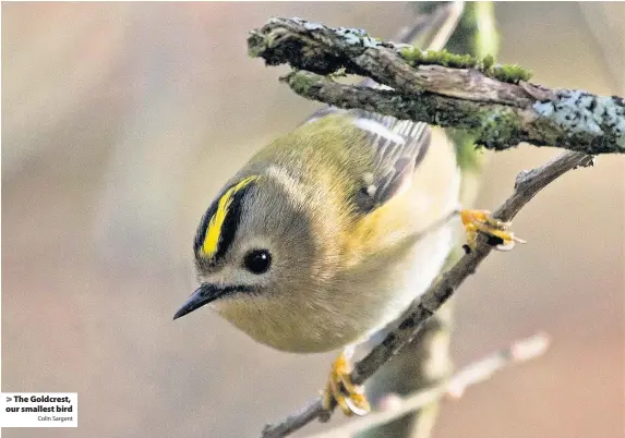  ?? Colin Sargent ?? > The Goldcrest, our smallest bird