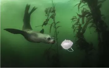  ??  ?? ► La fotografía de Ralph Pace, titulada “León marino de California juega con una mascarilla”, ganó el primer premio en la categoría Medioambie­nte.