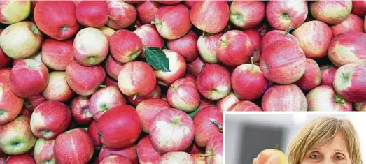  ??  ?? Äpfel der liegen für den Verkauf in einer Transportk­iste. Berliner Wissenscha­ftler erkunden, warum manche Sorten mehr Allergien auslösen als andere. Foto: Patrick Pleul/dpa
