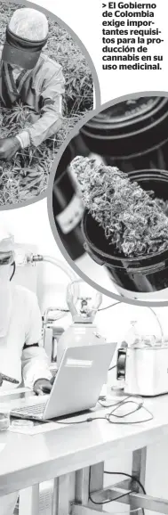  ??  ?? > El Gobierno de Colombia exige importante­s requisitos para la producción de cannabis en su uso medicinal.