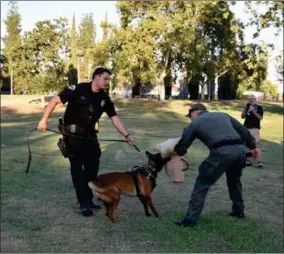  ?? RECORDER PHOTO BY JAMIE A. HUNT ?? PPD K-9 Officer Anthony Holt with Jasper his four-year-old Malinois demonstrat­ing an attack on another officer at National Night Out at Zalud Park in Portervill­e, on Tuesday.