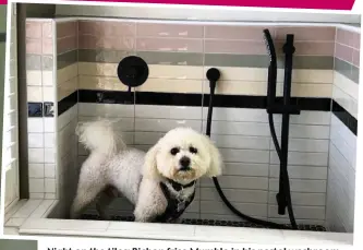  ?? ?? Night on the tiles: Bichon frise Mumble in his pastel washroom