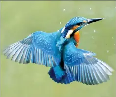  ??  ?? Alcedo atthis