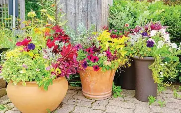  ??  ?? Pot luck: Be brave and experiment with a bold range of summer container plants