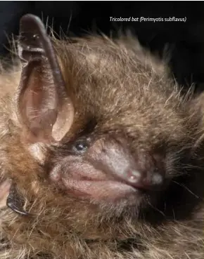  ??  ?? Tricolored bat (Perimyotis subflavus)