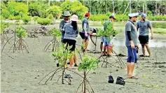  ?? ?? Restoratio­n work on mangroves in Puttalam. Pic by Hiran Priyankara