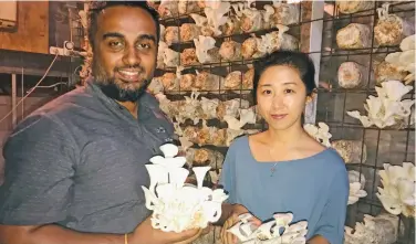  ?? Photo: Charles Chambers ?? From left: Bula Mushrooms co-diirector Vinit Lal with his first customer Bonny Zhao at the commercial farm in Lautoka.
