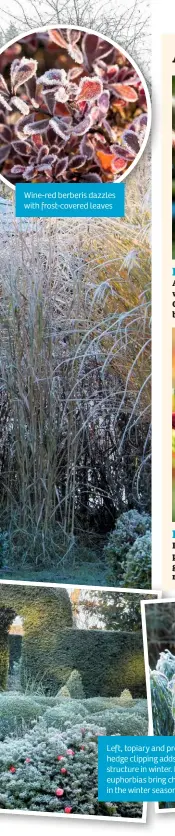  ??  ?? Wine-red berberis dazzles with frost-covered leaves