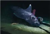  ?? TE PAPA — MASSEY UNIVERSITY VIA THE NEW YORK TIMES ?? A giant black ghost shark on the seafloor, at a depth of about 6,500 feet.