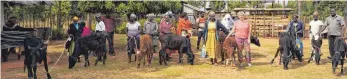  ?? FOTO: PR ?? Christina Schreiber (Vierte von rechts) hat in Kenia 500 Frauen und Familien mit Kühen versorgt.