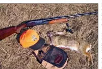  ??  ?? A shotgun is best for snap-shooting cottontail­s around dump sites.