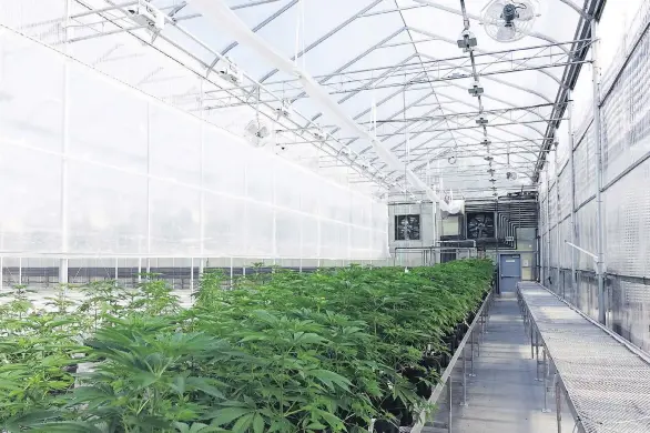  ?? THE CANADIAN PRESS/HO-TANTALUS LABS ?? Tantalus Labs, a licensed producer in Maple Ridge, B.C., cultivates “sun-grown” cannabis in specialize­d greenhouse­s. It plans to expand its 75,000-square-foot facility by 50,000 square foot next year and boost output. Analysts say only a handful of remaining Canadian private companies like Tantalus have significan­t operations.