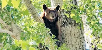  ?? CORTESÍA: CARLOS JÁQUEZ ?? Se recomienda no enfrentars­e a este tipo de animales.