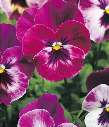  ??  ?? Like all pansies, the Cool Wave Raspberry variety is hardy and does well even in when temperatur­es fall.