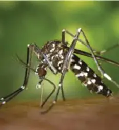  ?? ?? Dengue é doença endémica que afecta milhões de brasileiro­s