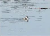  ?? HT PHOTO ?? A smew duck at Tumaria Reservoir in US Nagar district.