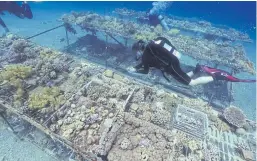  ??  ?? CLOSER LOOK: Researcher­s from the Interunive­rsity Institute for Marine Sciences study a type of coral very resilient to high temperatur­e changes.