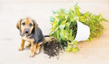  ?? GETTY IMAGES ?? A puppy and a pothos plant are not a good mix, especially because that plant and many others are toxic.